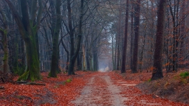 秋季红树森林路