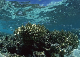高清晰海底珊瑚礁壁纸