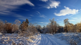 蓝色天空下的厚厚的积雪树木路