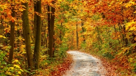 秋季树林小道美景