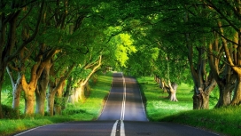 高清晰绿色树林公路赛道壁纸