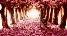 高清晰粉红树林美景