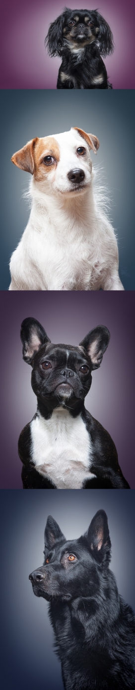 Dog Portraits-犬类动物图