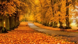 高清晰秋季树林美景