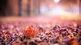 高清晰秋季落叶美景