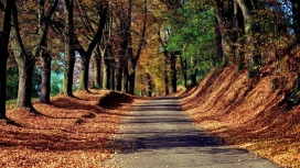 高清晰秋季树林路