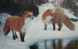 高清晰在雪湖边喝水的狐狸