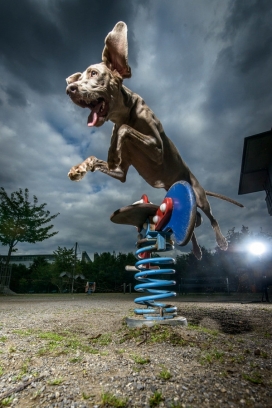 STREET AGILITY DOGS猎犬人像