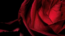 高清晰红色爱情玫瑰桌面壁纸下载