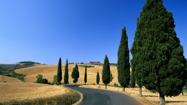 意大利公路树壁纸