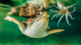 游泳的海龟与海星