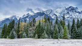 白雪皑皑松树山场