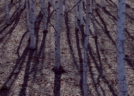 高清晰冬季树干壁纸