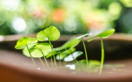 春天来了-高清晰清爽绿色嫩叶植物桌面壁纸下载