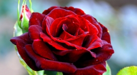 高清晰单枝红色玫瑰花蕾壁纸