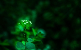 春季-高清晰清爽绿色嫩叶植物桌面壁纸下载