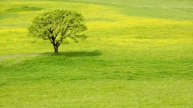 草绿色的树