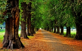 高清晰秋季森林公园自然美景壁纸下载