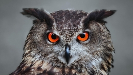 橙色眼睛的猫头鹰