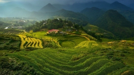 高清晰越南绿黄水稻梯田自然美景