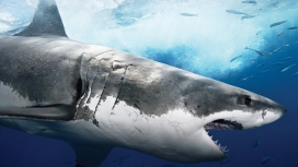 高清晰深海张嘴的大鲨鱼