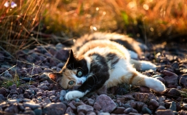 可爱的印花布小猫