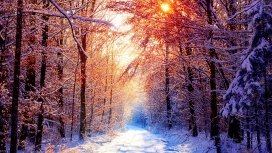 冬季森林的太阳