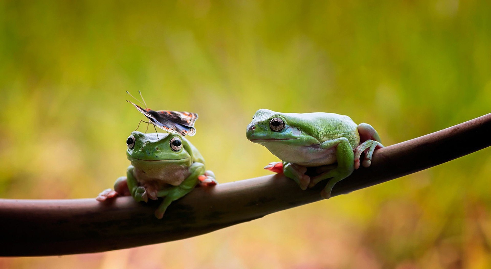 两只青蛙抱在一起图片图片
