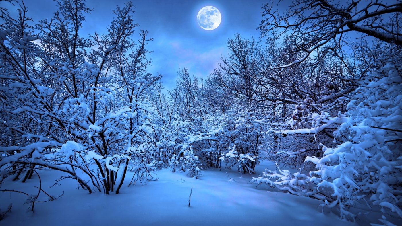 冬季雪树夜景壁纸 欧莱凯设计网 08php Com