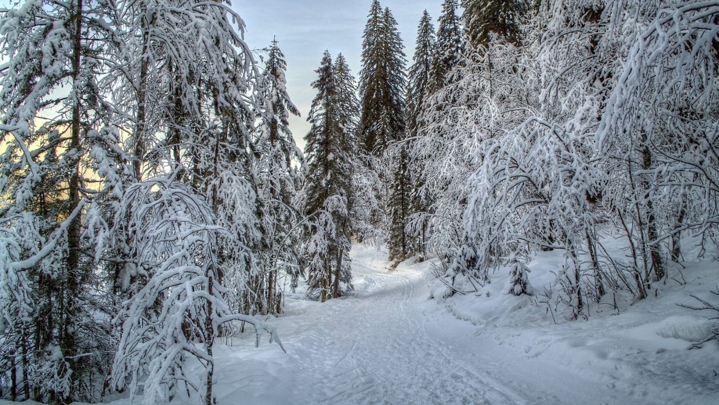 高清晰白色雪树美景