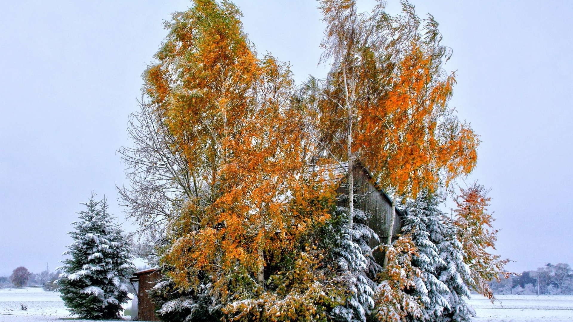 被雪与树包围的木屋