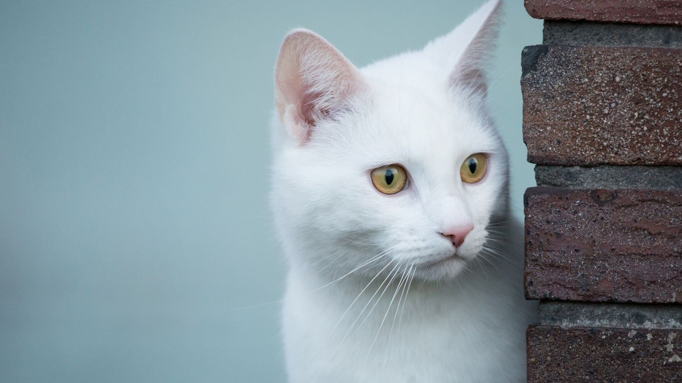 高清晰可爱的白猫宠物壁纸 手机移动版