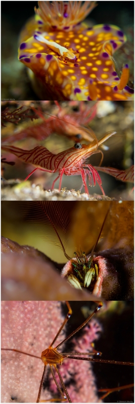Shrimp海洋虾动物微距