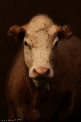 Bovine牛照片