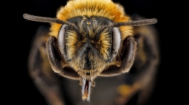 高清晰蜜蜂微距壁纸