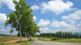 田云树路