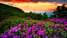 日落下的紫色森林花
