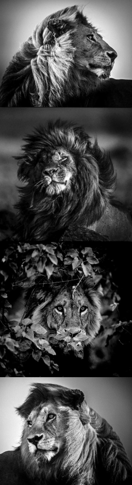 LION猫科猛兽-狮子-老虎黑白照片