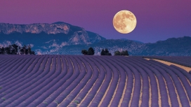 月亮下的紫色薰衣草壁纸