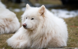 趴在地上的萨摩耶犬（Samoyed）狗犬壁纸下载