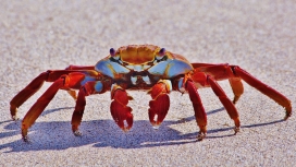 沙滩上的红蟹