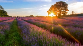 高清晰紫色薰衣草的早晨阳光美景