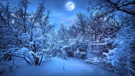 冬季雪树夜景壁纸