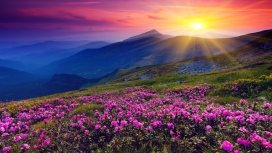 美仑美奂的夕阳山花卉美景