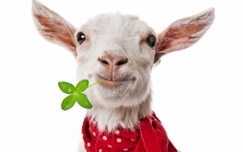戴红围巾嘴巴叼绿草的有趣山羊
