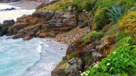 尼斯海滩海洋岩石植物