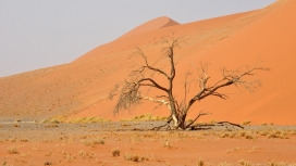 非洲沙漠纳米布尼斯树