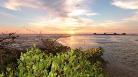 灿烂的夕阳海洋植物