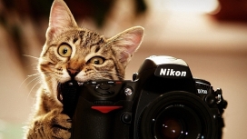 咬NIKON数码相机的猫