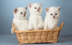 高清晰被装在竹编篮子里的三只白猫壁纸